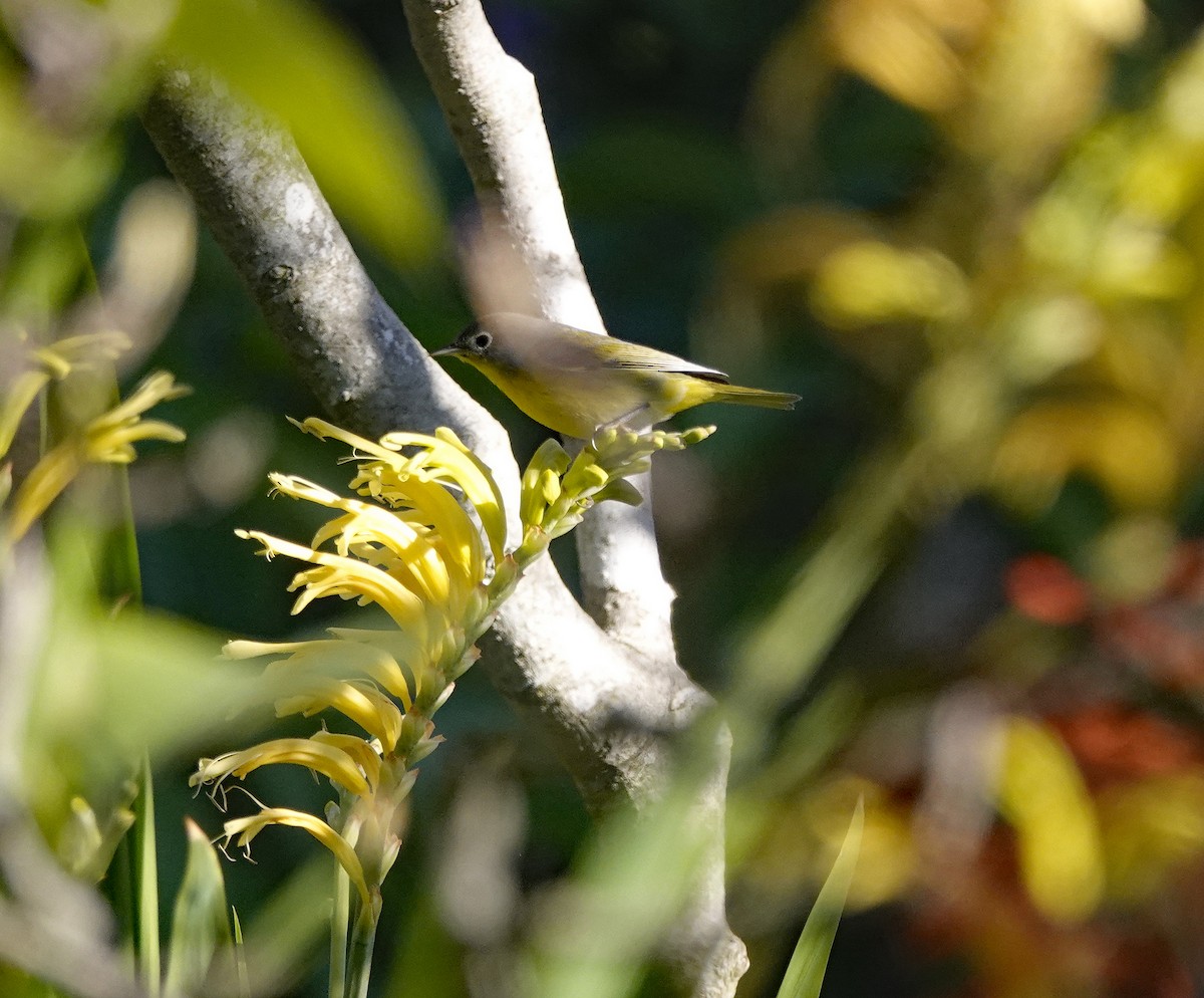 Nashville Warbler - ML532664011