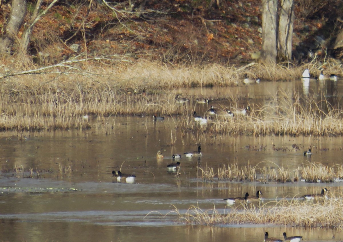 American Coot - ML532664141