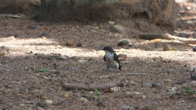 Golondrina Barranquera - ML532665771