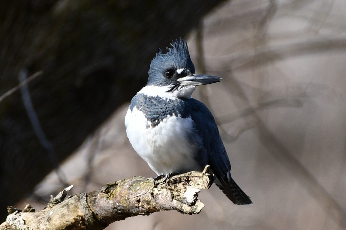 Belted Kingfisher - ML532666151