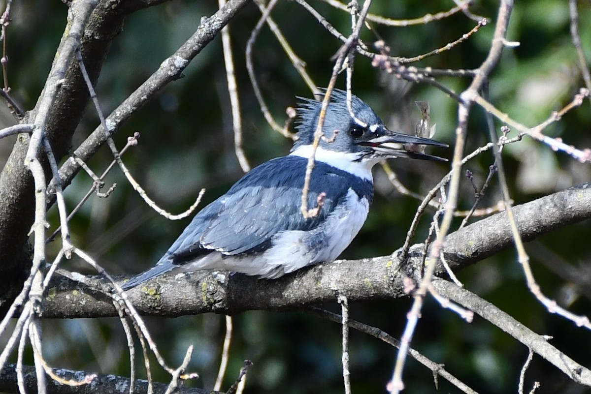 Belted Kingfisher - ML532666161