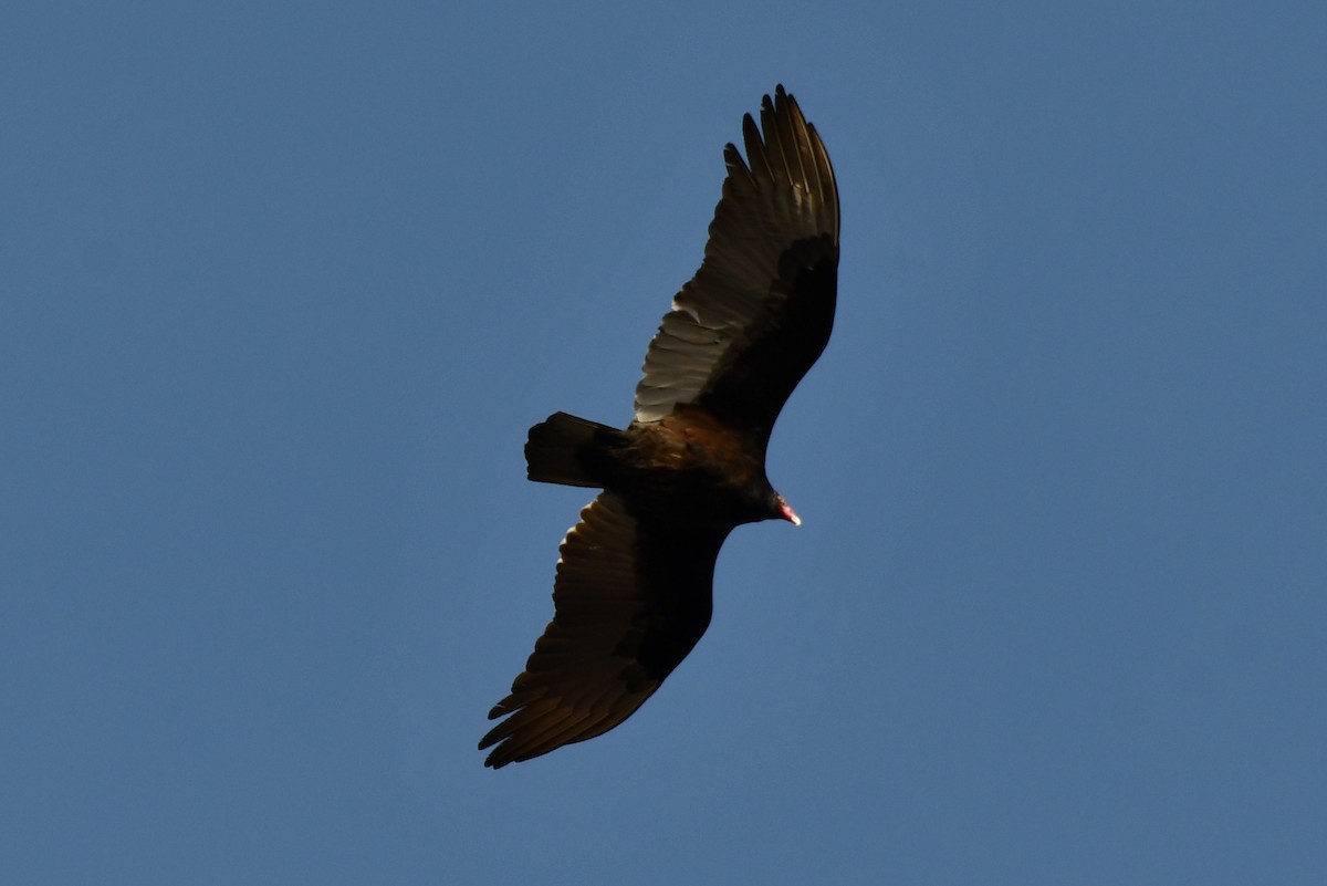 Turkey Vulture - Kevin Kelly