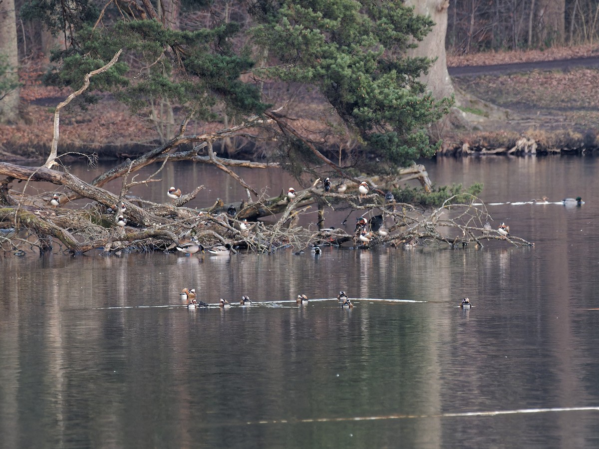 Mandarin Duck - ML532666411