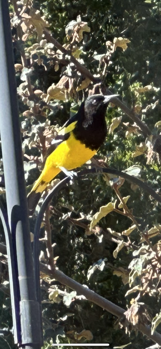 Scott's Oriole - ML532666951