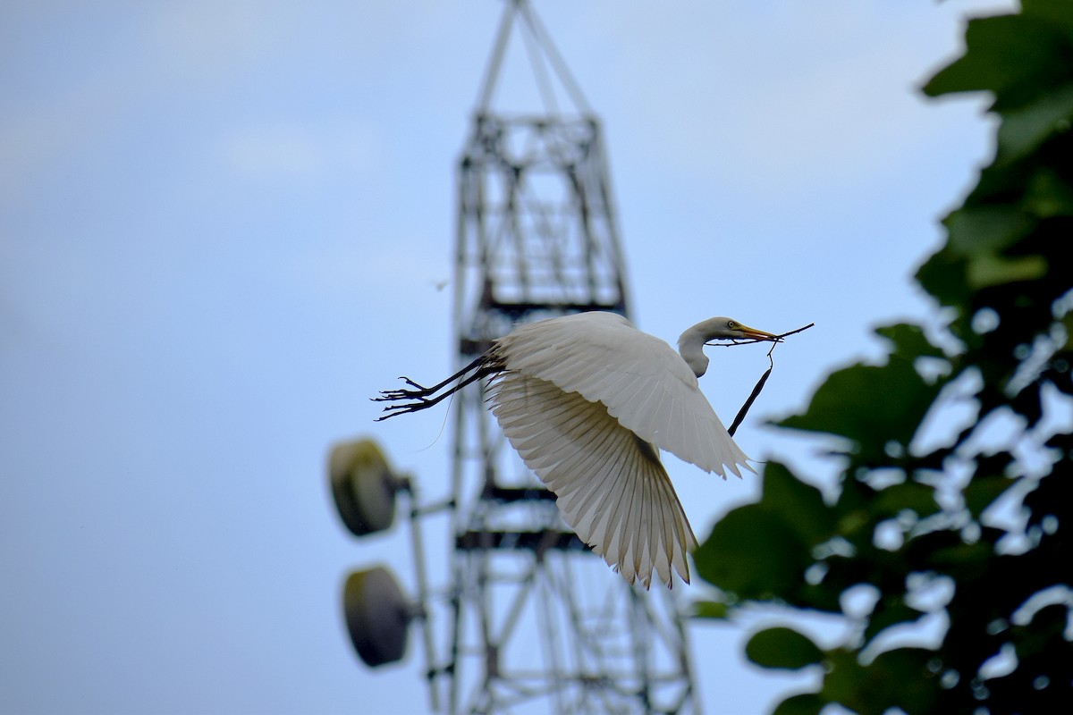 Great Egret - ML532667351