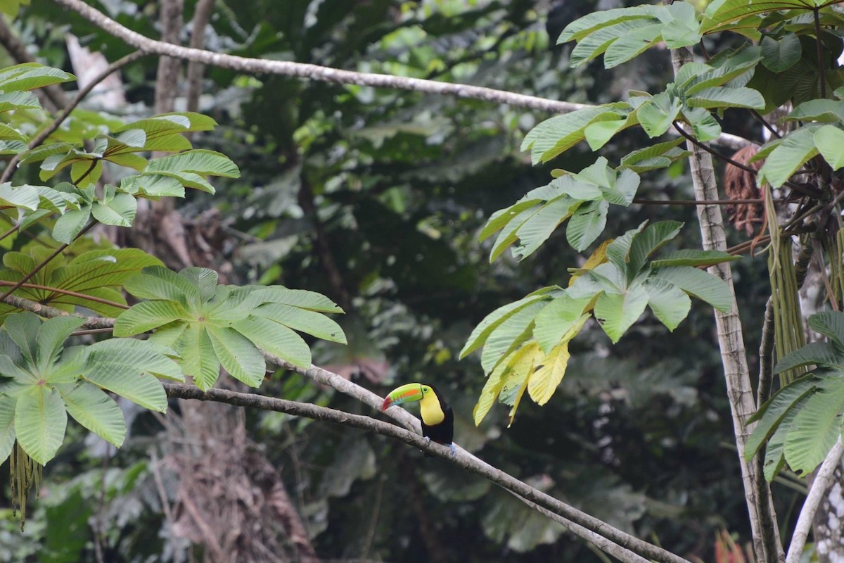 Keel-billed Toucan - Caroline Ebinger