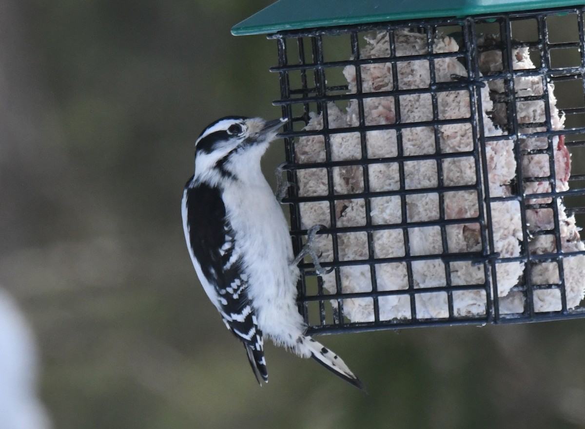 Downy Woodpecker - ML532668231