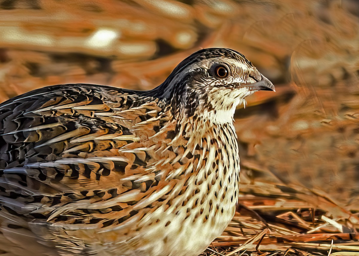 Common Quail - ML532668701