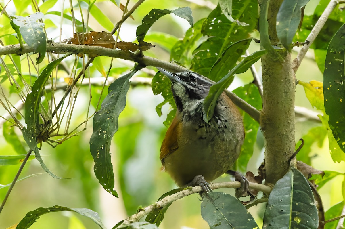 Plain-tailed Wren (Plain-tailed) - ML532669681