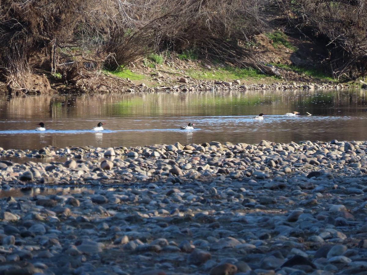 Common Merganser - ML532669751