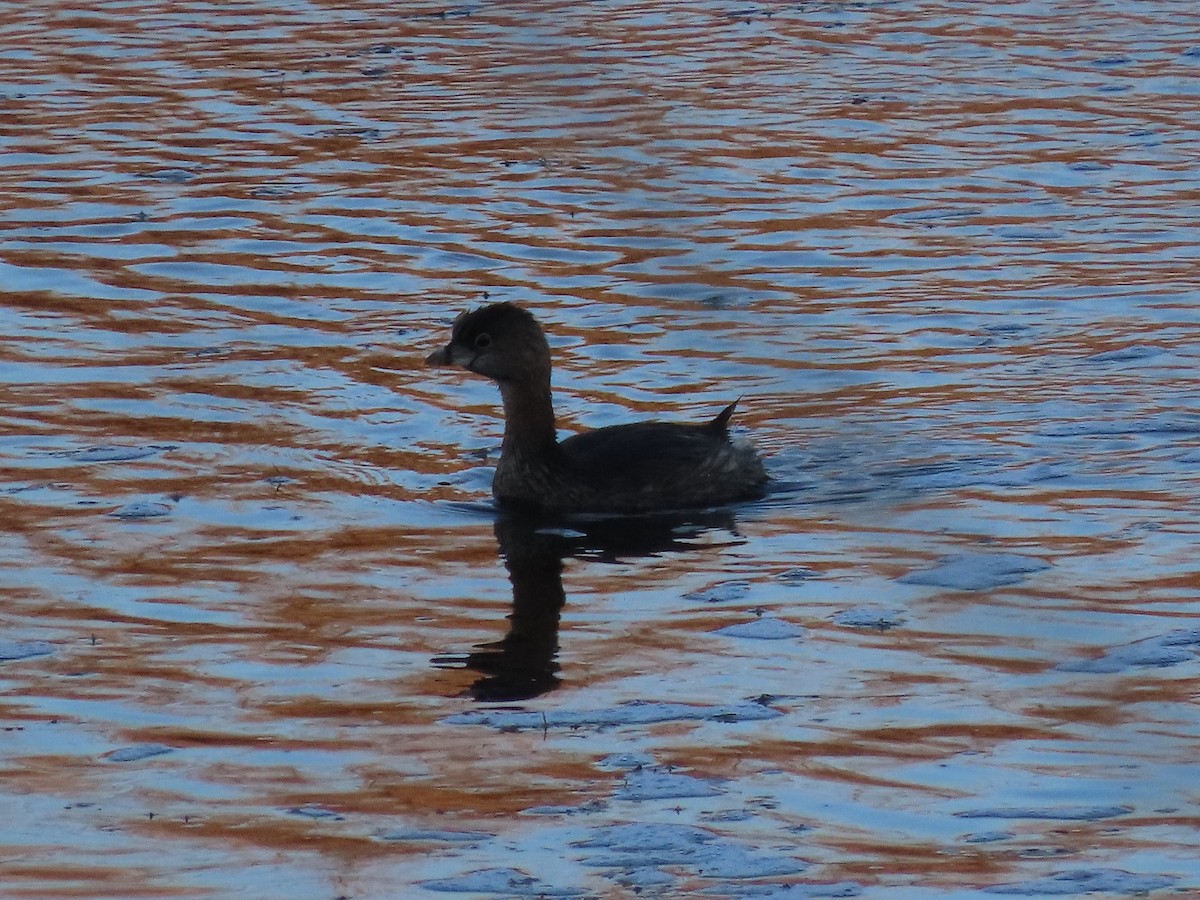 Pied-billed Grebe - ML532669761