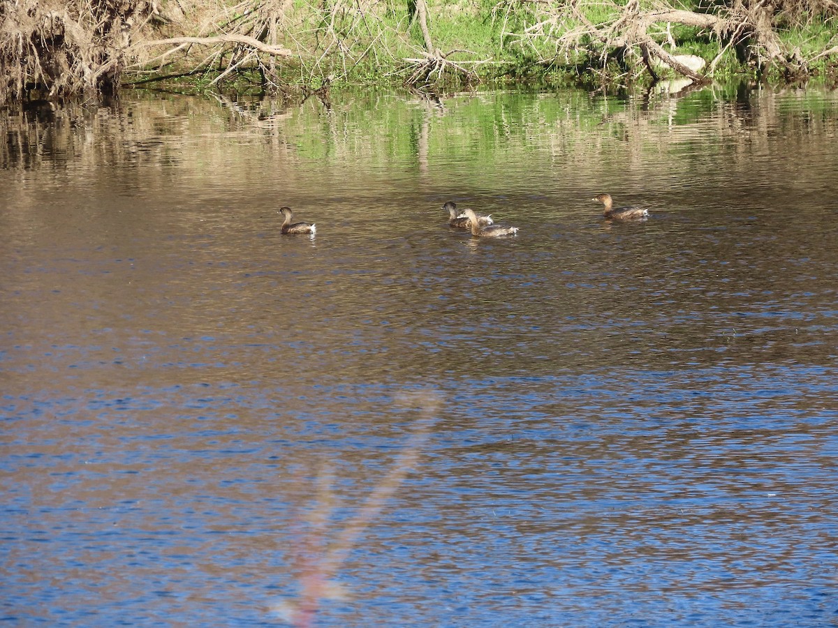 Pied-billed Grebe - ML532669771