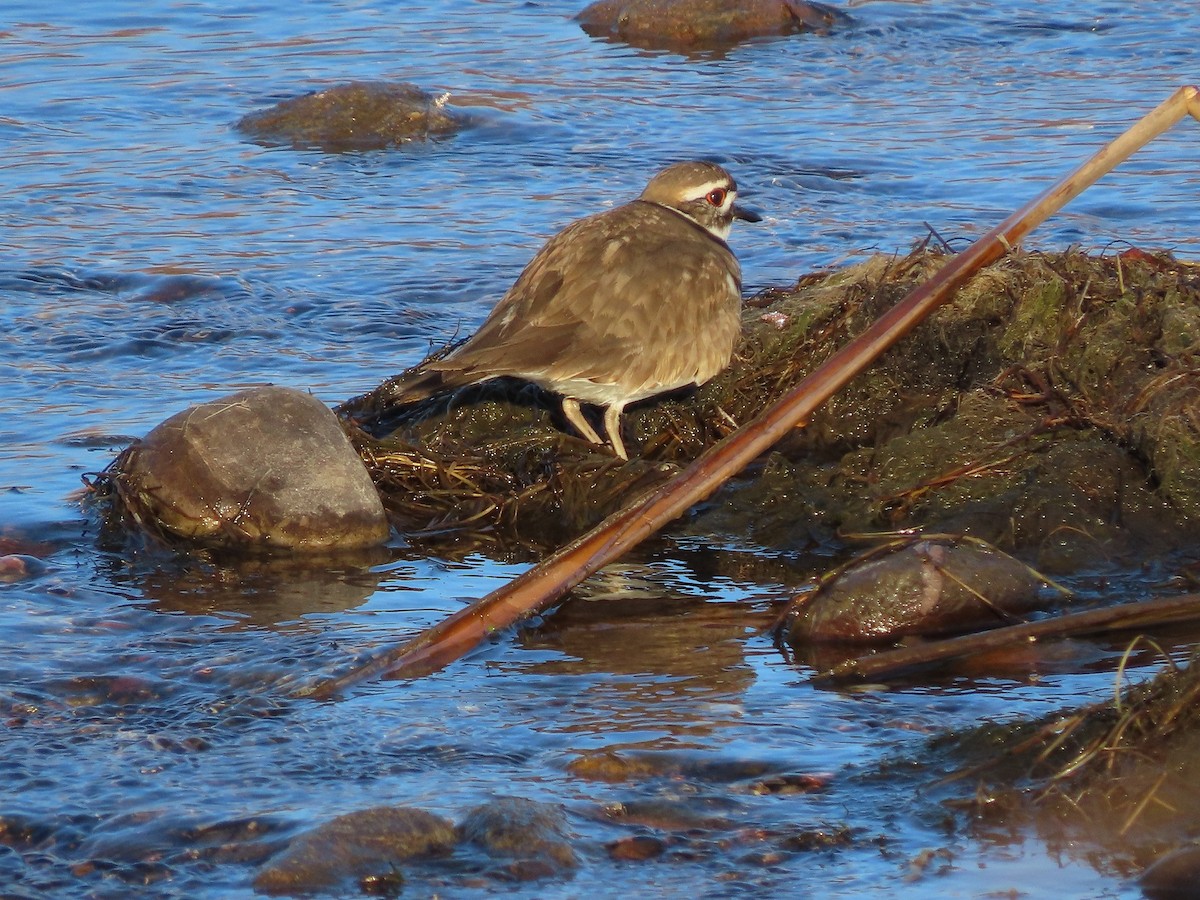 Killdeer - ML532669881