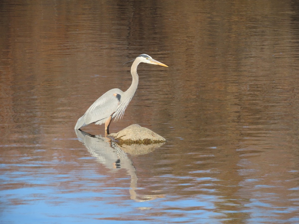 Great Blue Heron - ML532670101