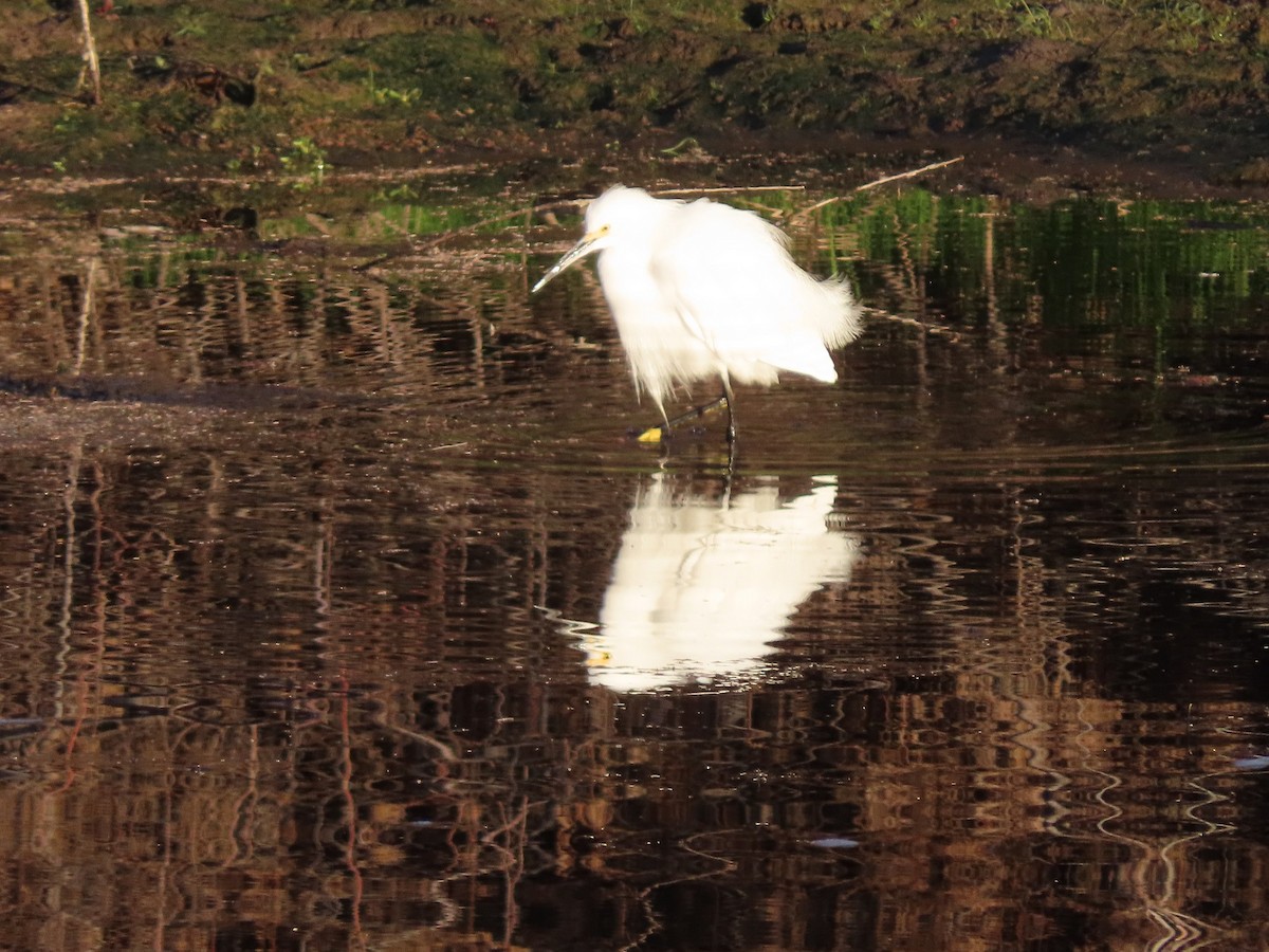 Snowy Egret - Anne (Webster) Leight