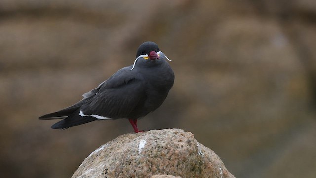 Inca Tern - ML532670451