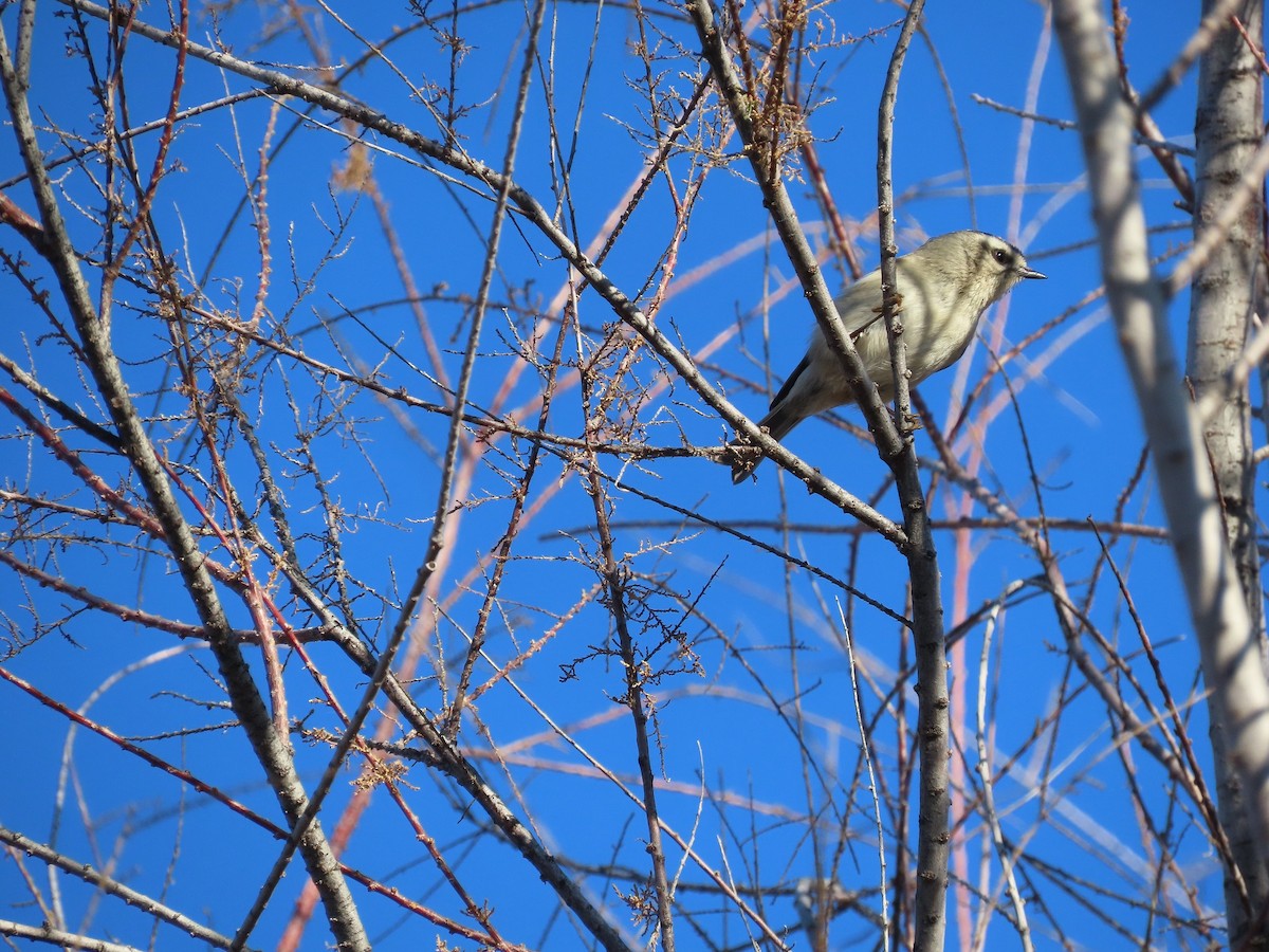 Golden-crowned Kinglet - Anne (Webster) Leight