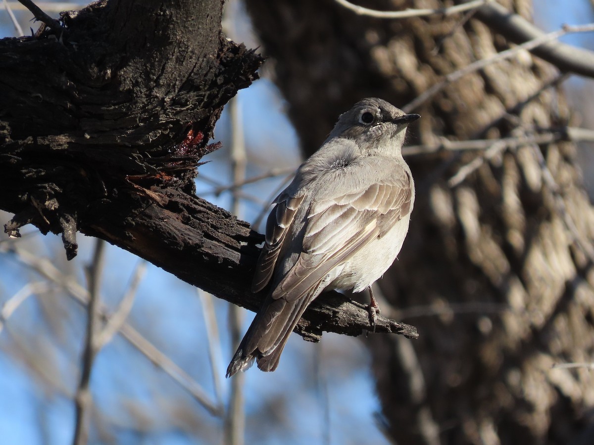 Townsend's Solitaire - Anne (Webster) Leight