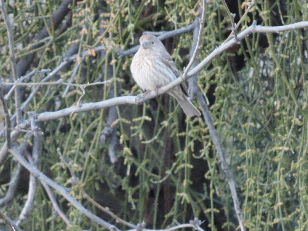 House Finch - ML532671821