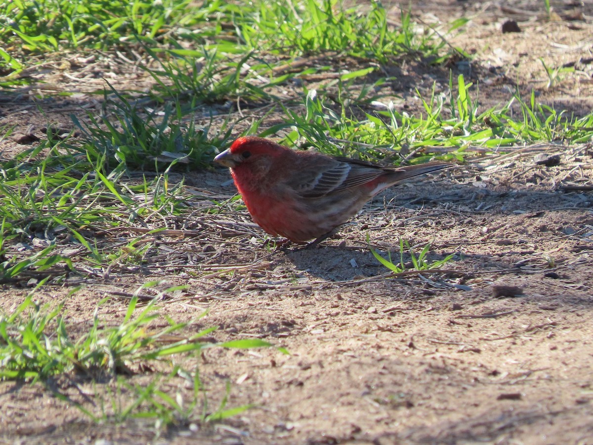 House Finch - Anne (Webster) Leight