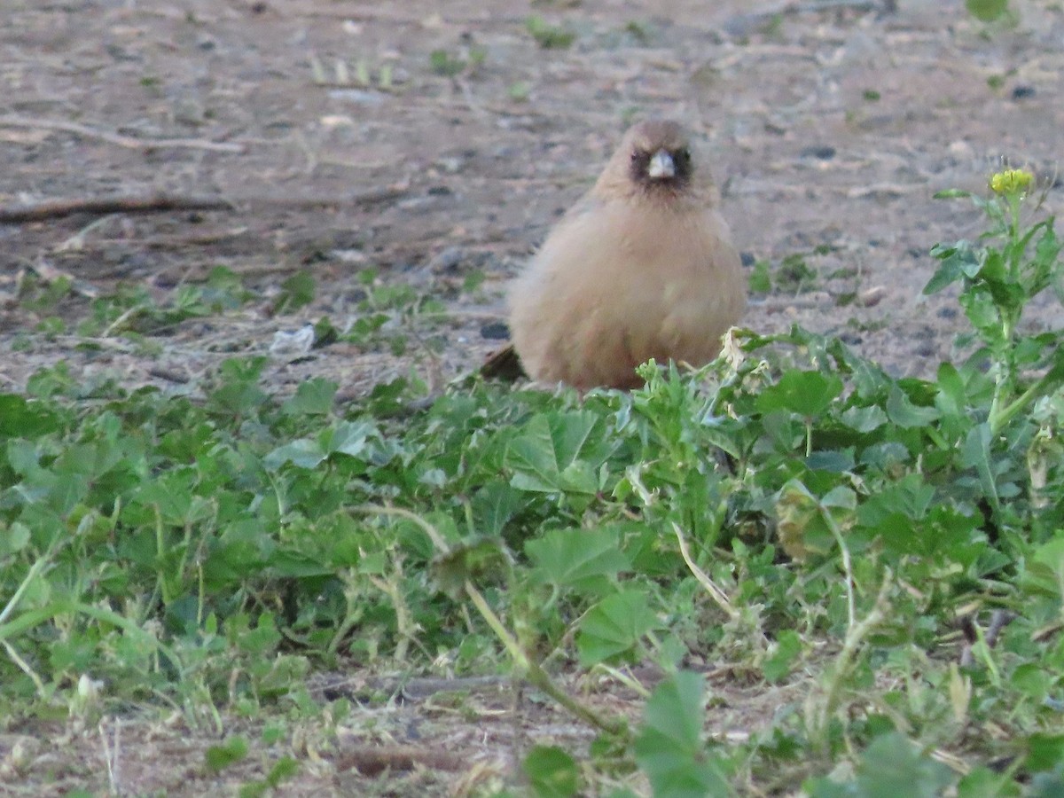 Abert's Towhee - ML532671941