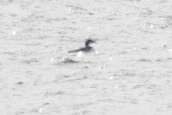 Red-necked Grebe - ML532672571