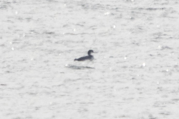 Red-necked Grebe - ML532672581