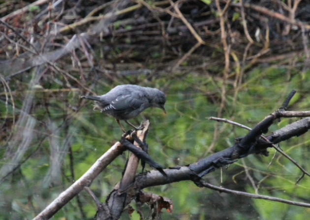 American Dipper - ML532672881