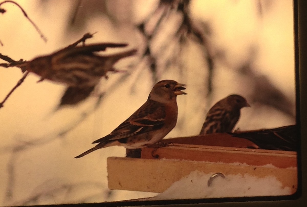 Brambling - Richard MacIntosh