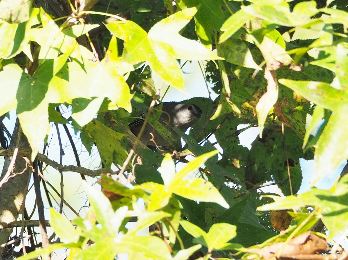 Gray Catbird - Anonymous