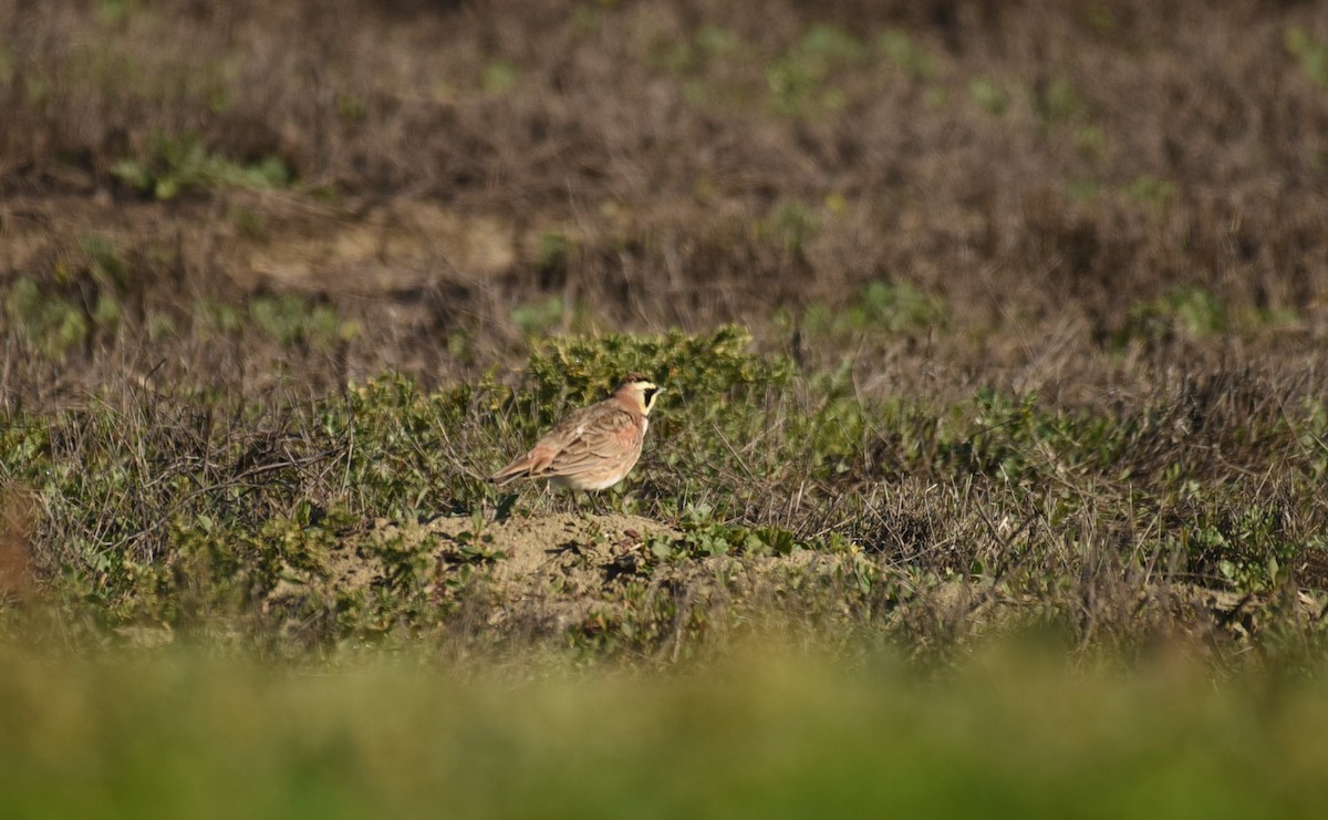 Horned Lark - ML532674831