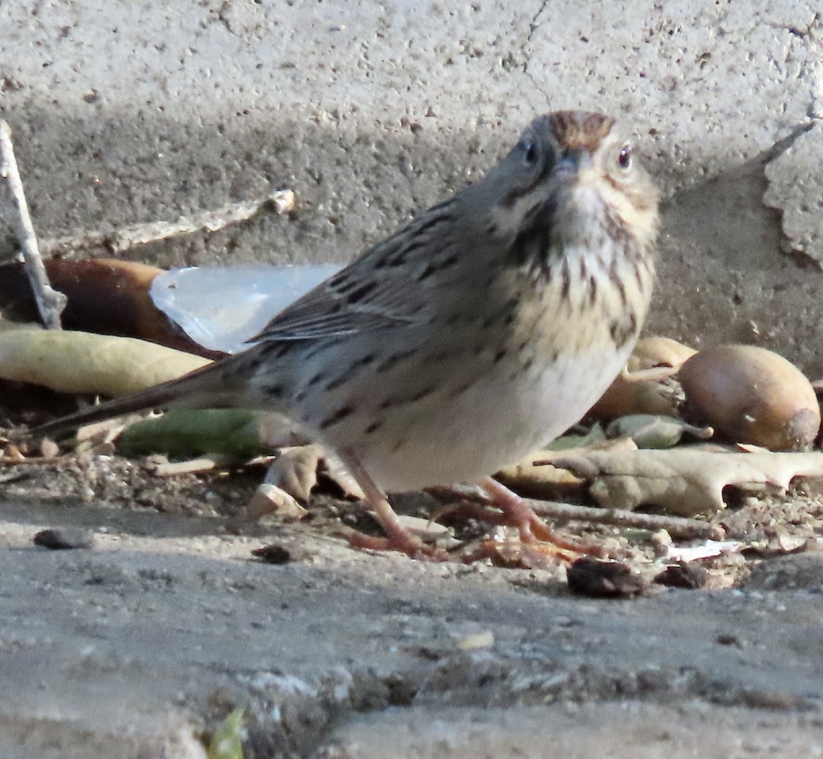 Lincoln's Sparrow - ML532675851