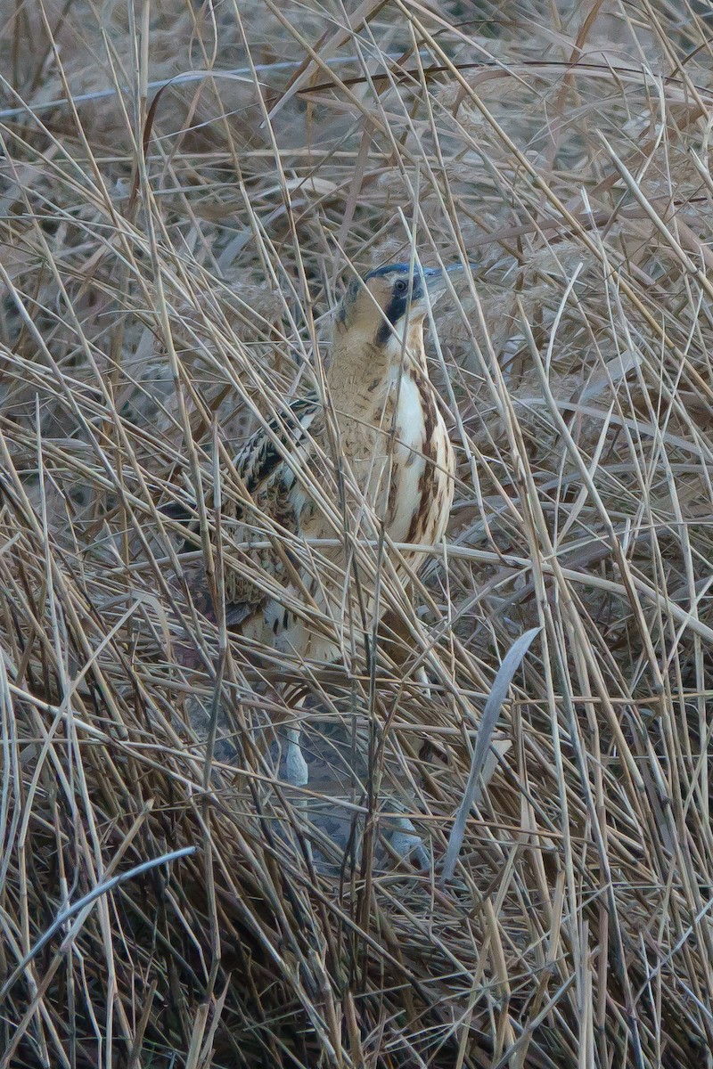 Great Bittern - ML532675931