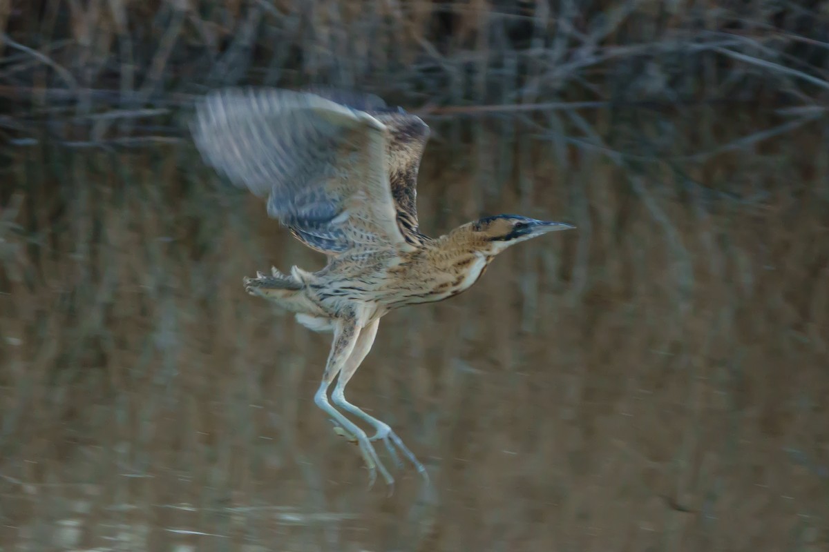 Great Bittern - ML532675951