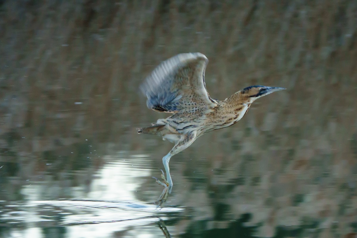 Great Bittern - ML532675971