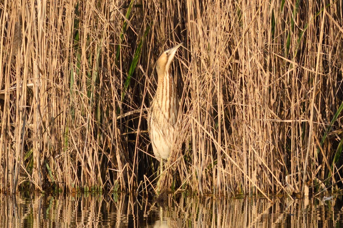 Great Bittern - ML532676981