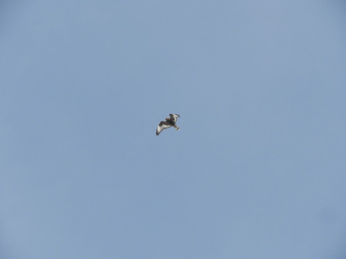 Rough-legged Hawk - John McKay