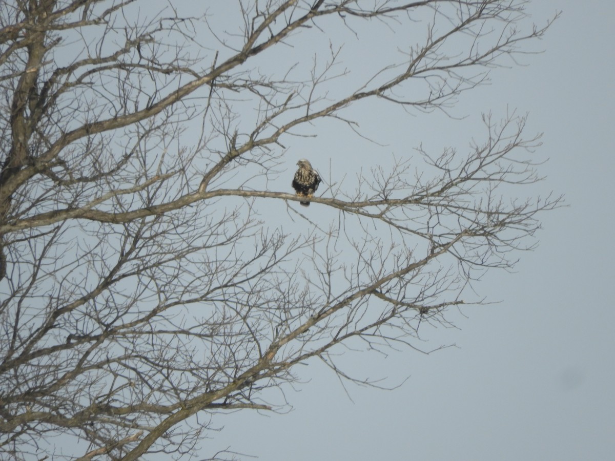 Rough-legged Hawk - ML532677391