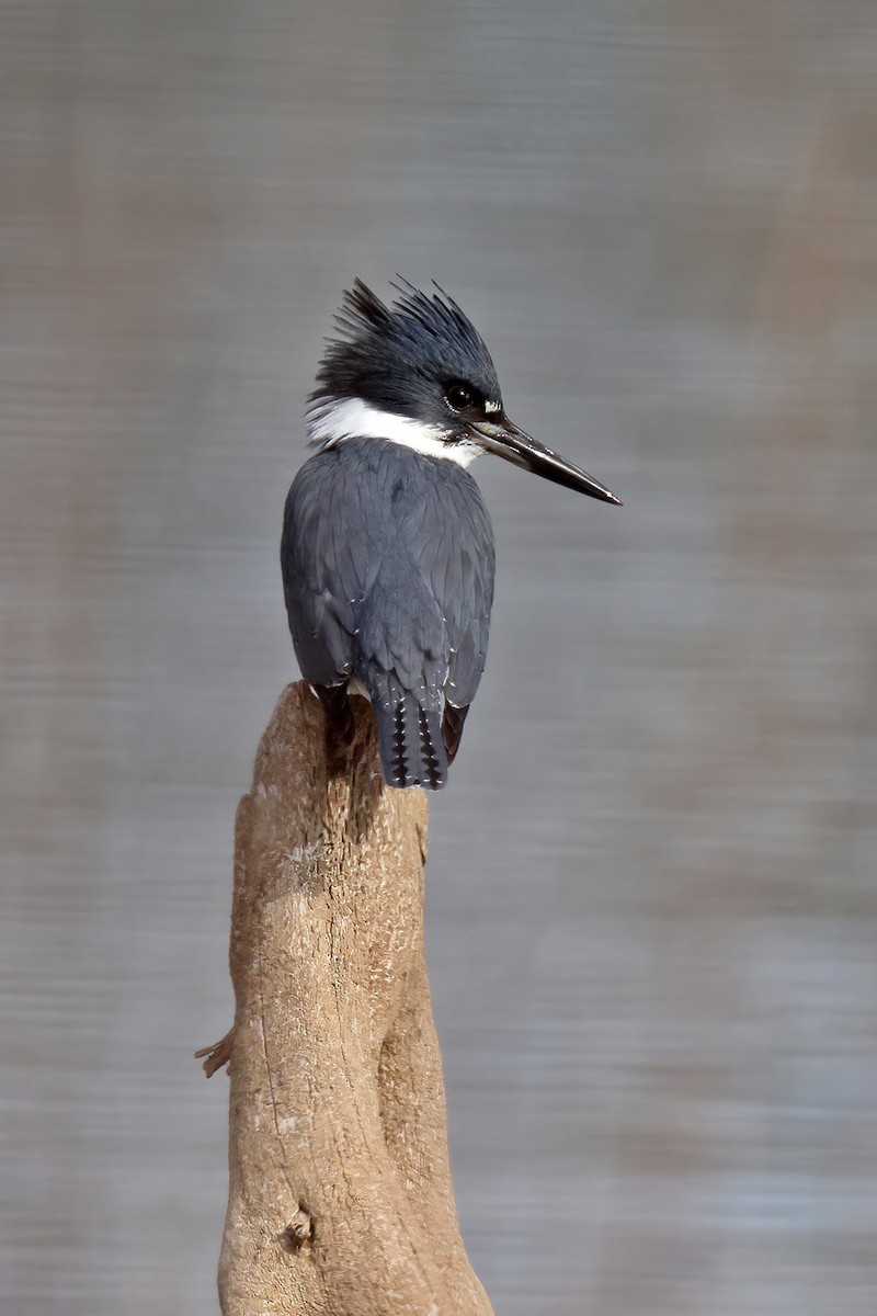 Belted Kingfisher - ML532677401