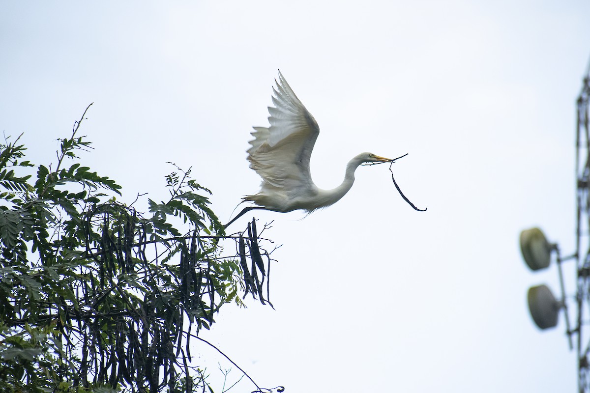 Great Egret - ML532678191