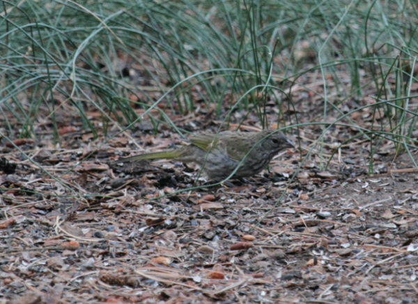 Green-tailed Towhee - ML532678721