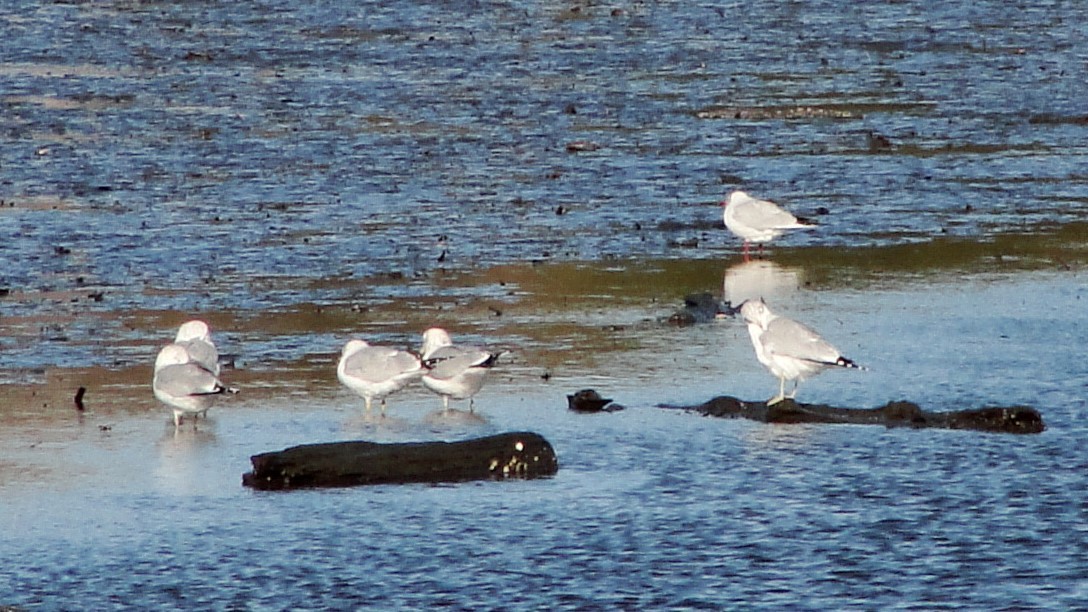 Ring-billed Gull - John Shamgochian