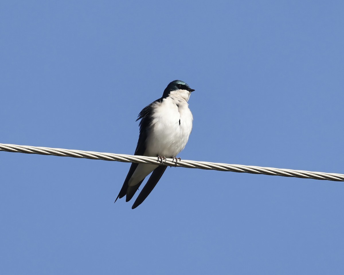 Tree Swallow - ML532678961