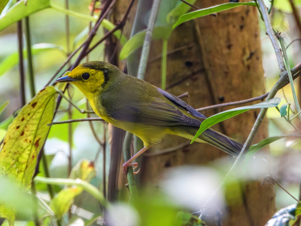 Hooded Warbler - ML532679721