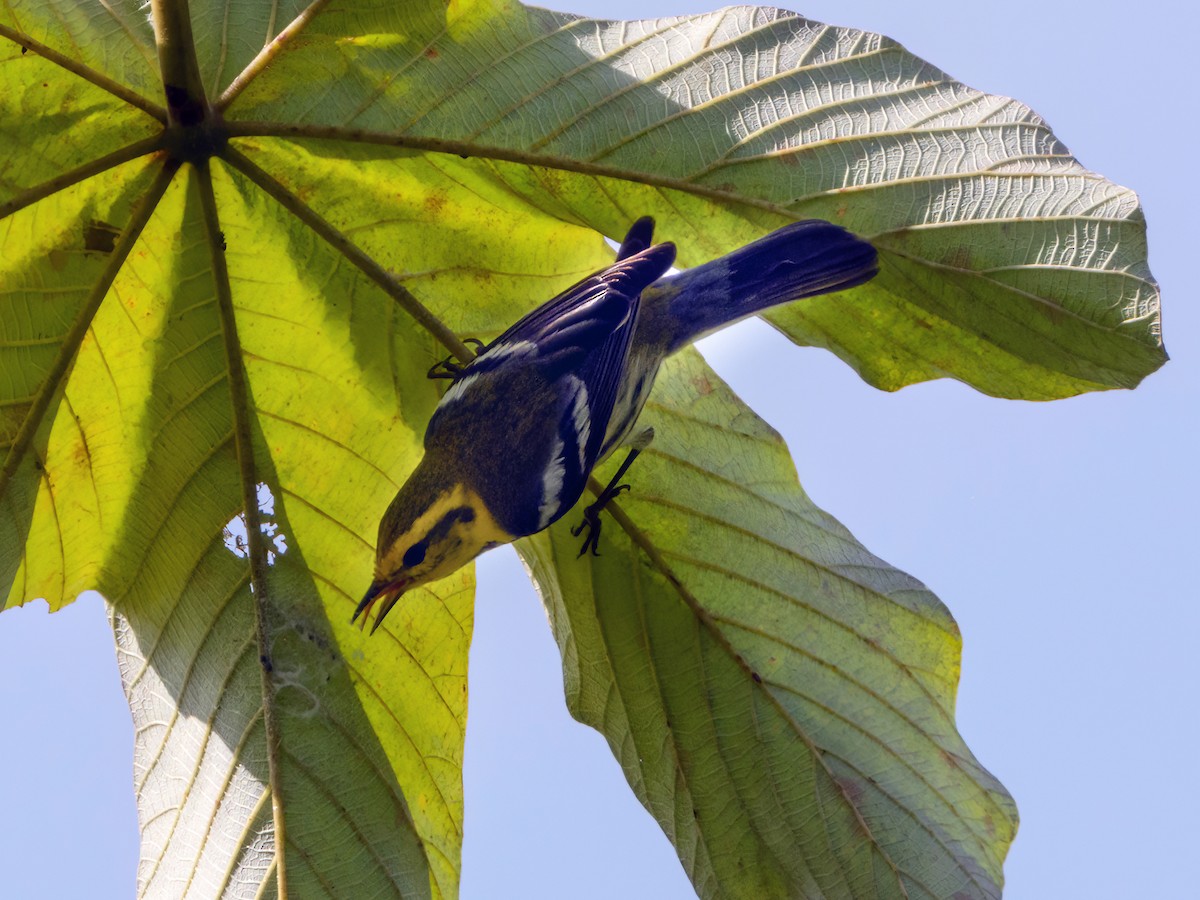 Black-throated Green Warbler - Joseph Dylke