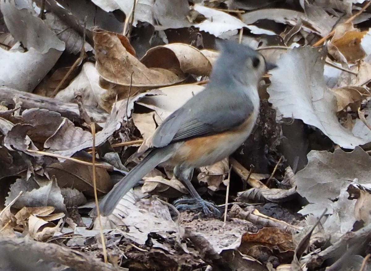 Tufted Titmouse - ML532685181