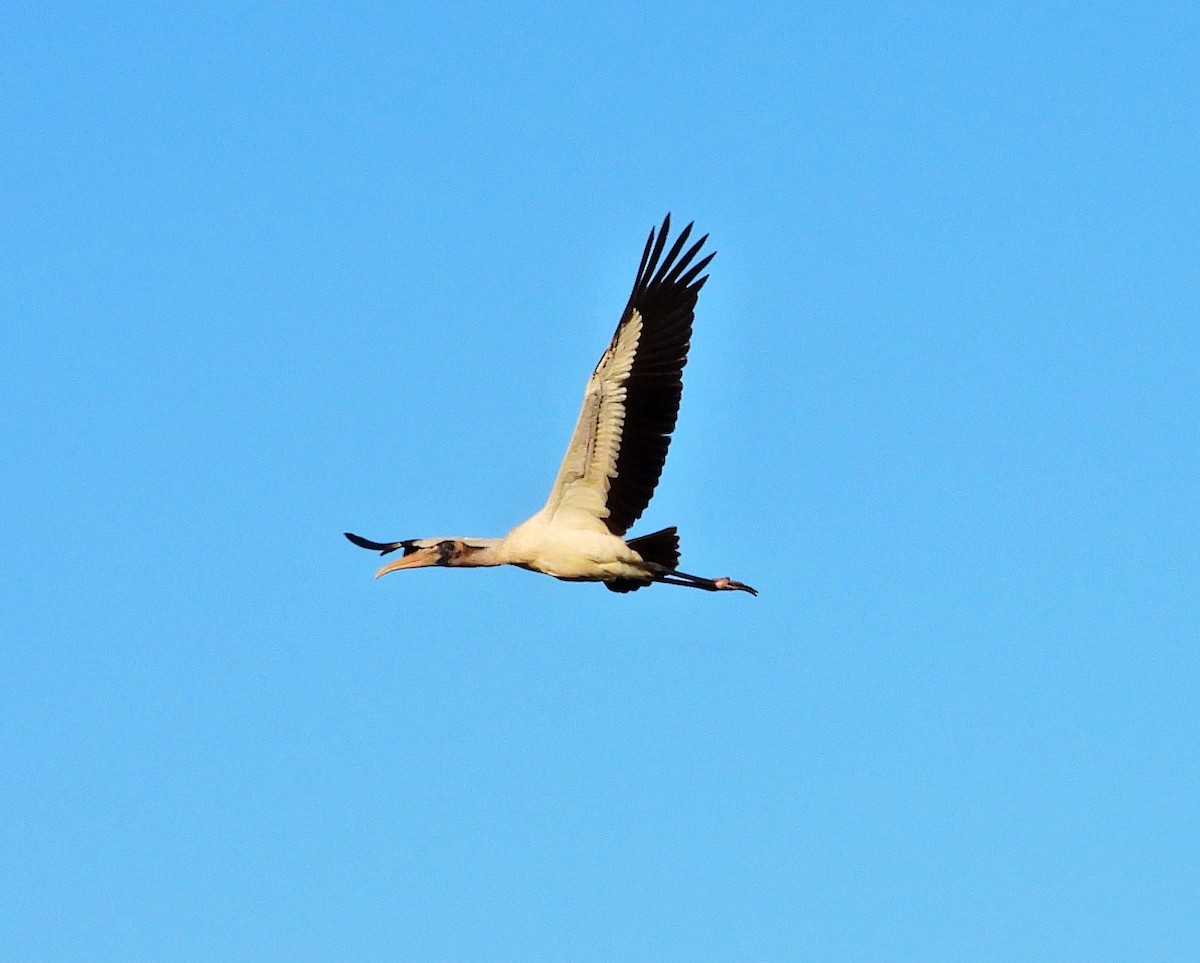 Wood Stork - ML532685691