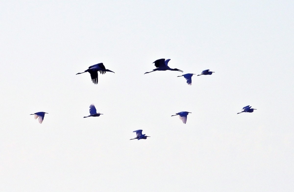 Wood Stork - ML532685701