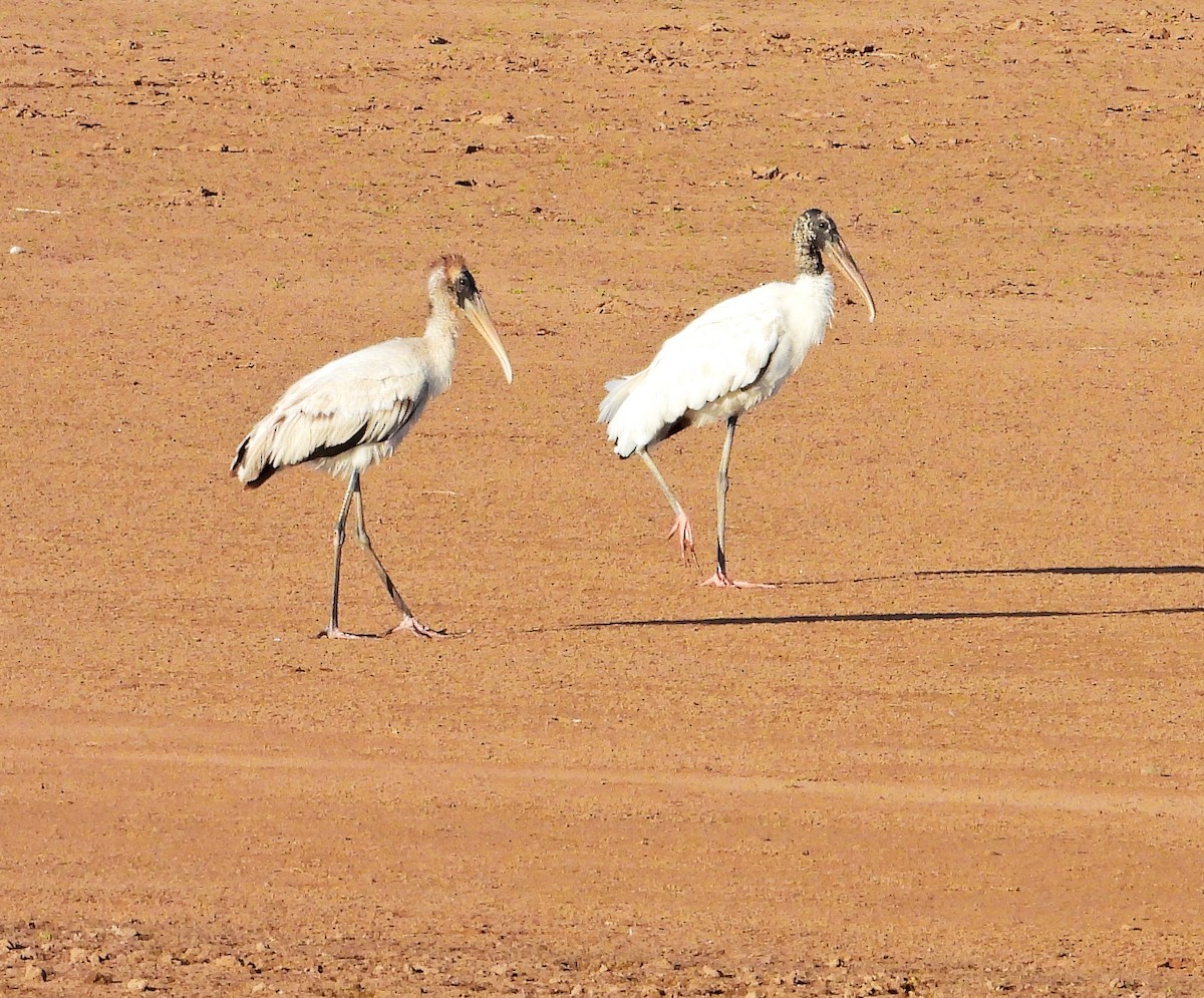 Wood Stork - ML532685711