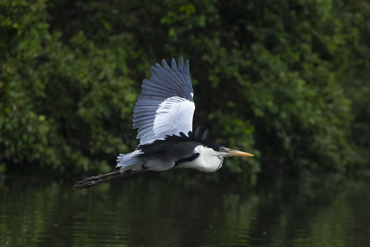 Cocoi Heron - David F. Belmonte